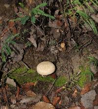 Boletellus ananas image