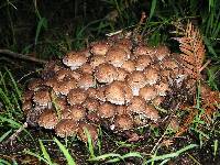 Pholiota terrestris image