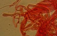 Mycopan scabripes image