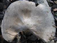 Entoloma sinuatum image