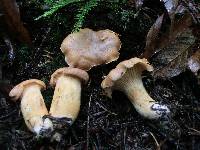 Cantharellus formosus image