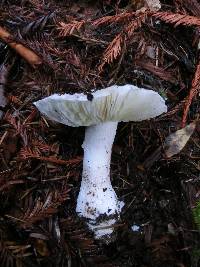 Amanita silvicola image