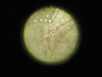 Russula cascadensis image