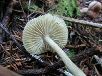 Tricholoma inamoenum image