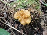 Craterellus lutescens image