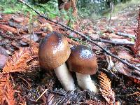 Amanita constricta image