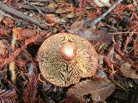 Lactarius rubrilacteus image