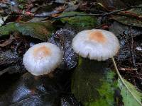 Inocybe whitei image