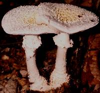 Amanita cokeri image