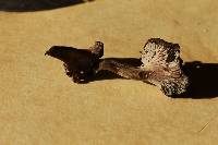 Cantharellus cinereus image