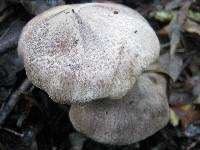 Tricholoma pardinum image