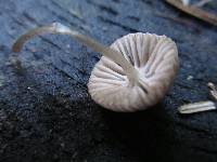 Mycena capillaripes image