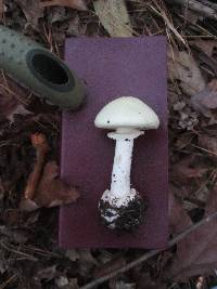 Amanita citrina f. lavendula image