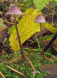 Mycena purpureofusca image