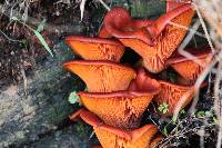 Omphalotus olearius image