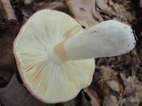 Russula mariae image