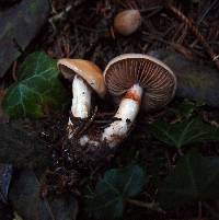 Cortinarius delibutus image