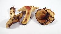 Cortinarius percomis image