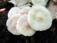 Marasmius delectans image