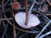 Mycena purpureofusca image