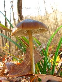 Entoloma vernum image