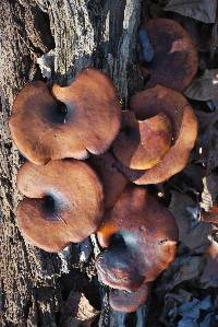 Royoporus badius image