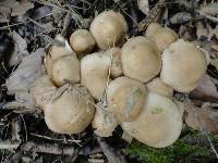 Pholiota angustipes image