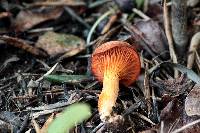 Omphalotus olearius image