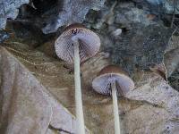 Psathyrella corrugis image