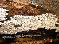 Xylobolus frustulatus image