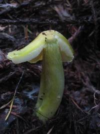 Hygrocybe virescens image