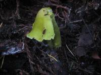 Hygrocybe virescens image