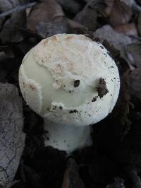 Amanita citrina var. citrina image