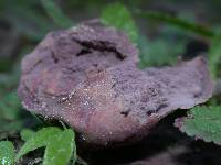 Calvatia cyathiformis f. fragilis image