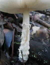 Lepiota clypeolaria image