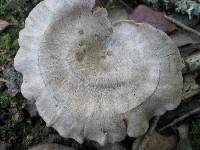 Entoloma undatum image