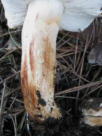 Tricholoma stans image