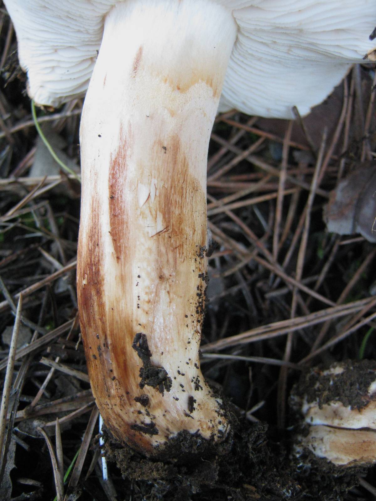 Tricholoma stans image