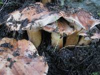 Tricholoma stans image