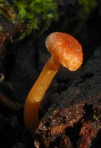 Chrysomphalina aurantiaca image