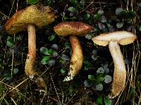 Boletus subtomentosus image