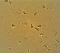 Exidia candida image