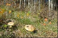 Suillus bovinus image