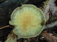 Stropharia hardii image