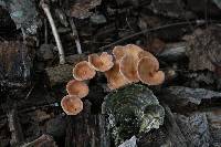 Clitocybe gibba image