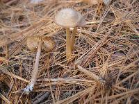 Entoloma vernum image