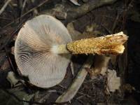 Hemistropharia albocrenulata image