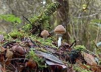 Psathyrella longistriata image