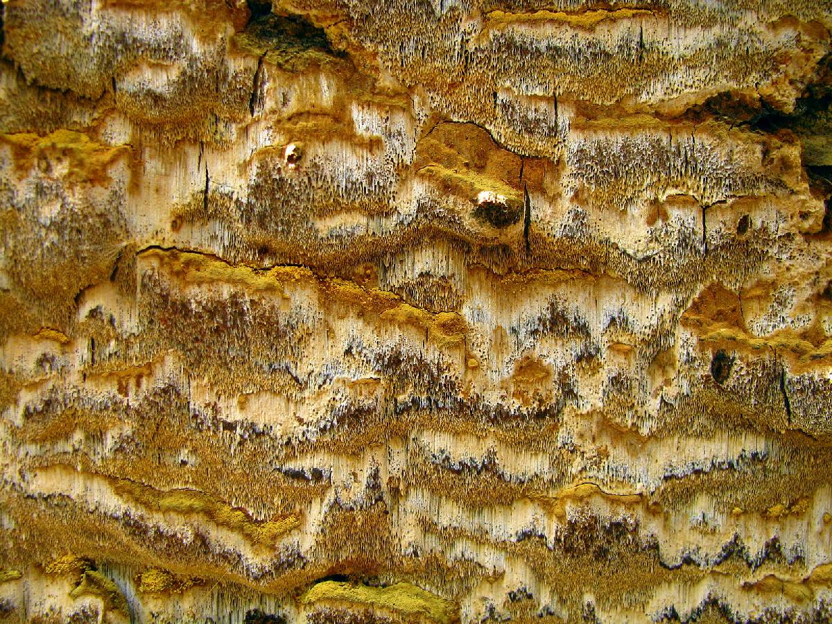 Inonotus glomeratus image