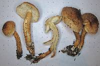 Tricholoma vaccinum image